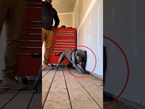 anjing peliharaan bongkar rahasia mengerikan