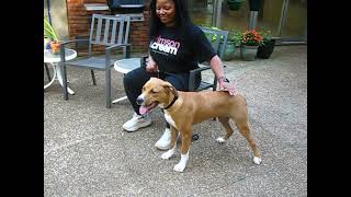 Video preview image #1 Mutt Puppy For Sale in Germanton, TN, USA