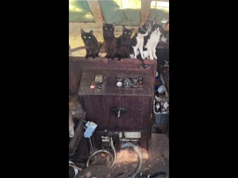 Dozens of cats found on abandoned boat in Washington state