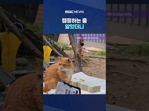 캠핑하는 줄 알았더니‥길고양이 집 설치 #Shorts (MBC뉴스)