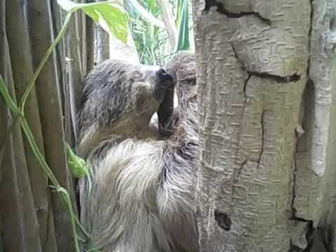 Bradipo del Parco Natura Viva