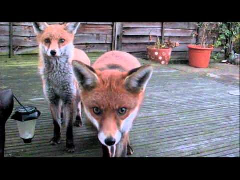 Fox Diary 2011-11-18