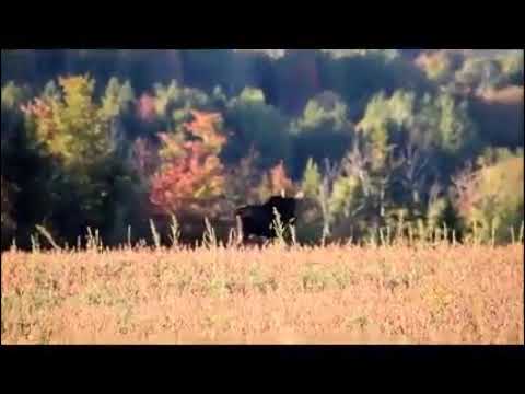 Big Bull Moose and big rack of Horns.