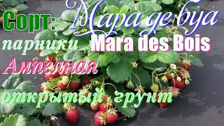 Клубника Мара де Буа: отзывы, описание сорта, фото, видео, отзывы ...