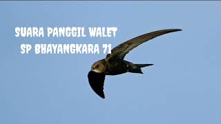 Download lagu SUARA PANGGIL WALET || SP BHAYANGKARA 71 ⭐ mantap guyssss mp3