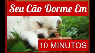 Musica Relaxante Com Som de Pssaros - Seu Pet Dorme em 10 Minutos