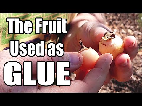Glueberry - Weird Fruit Explorer