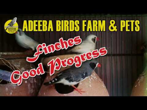 Adeeba birds farm & pets