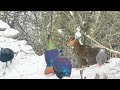 Himalayan Monal Pheasant Monal Pheasant At Their Best Habitat