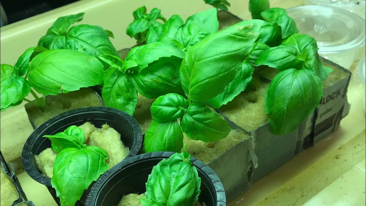 Complete Kratky Hydroponic Setup