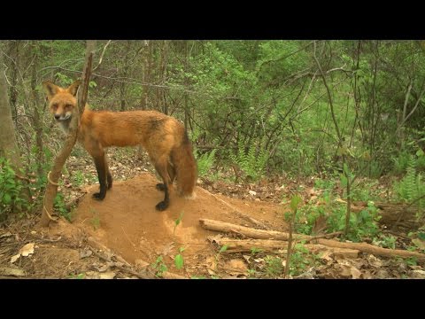 Coyote Finds Den of Red Fox Pups