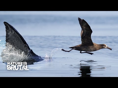 Shark vs. Albatross: Who Wins the Race? | Nature is Brutal