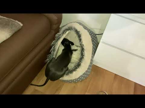 Italian Greyhound and vacuum cleaner