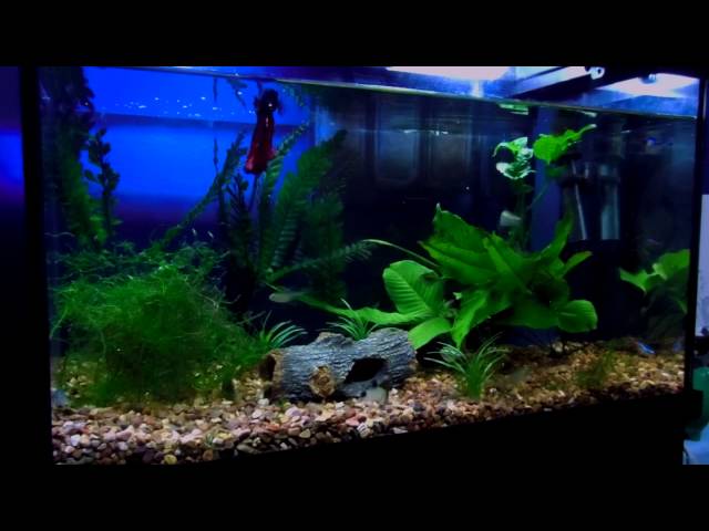 Betta  10 gallon Community tank