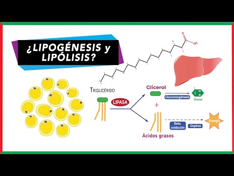 Diferencias entre Lipólisis y lipogénesis | Bioquímica