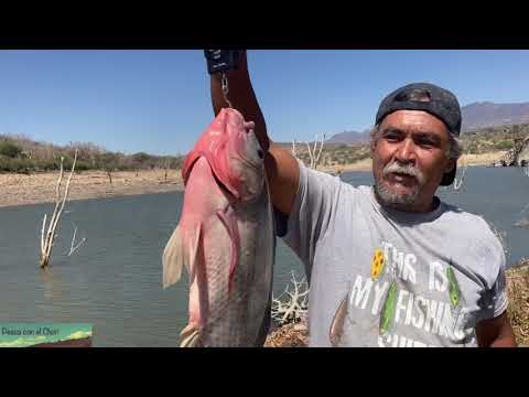 Freshly caught heavy tilapia weighing more than 3kg
