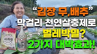 무,배추 막걸리로 벌레박멸하는법 천연살충제 영양제 텃밭농사 귀농귀촌 - radish cabbage