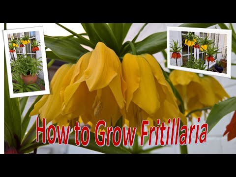 How to Grow Fritillaria