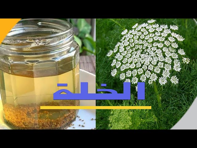 بذور عشبة الخلة البلدي