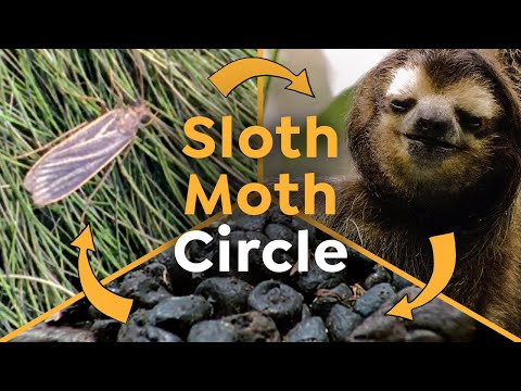 Why Sloths need Moths to Grow Food on their Fur