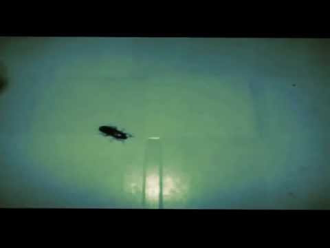 Terrordåd på landsbygd