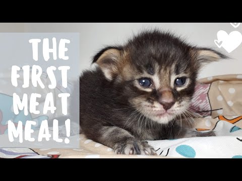 Maine Coon kittens. 3 weeks old, the first time they eat meat paste.