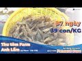 Tôm về size 39 Con/Kg với mô hình nuôi Farmext Base #farmext #tepbac #farmextbase #tôm #nuoitom