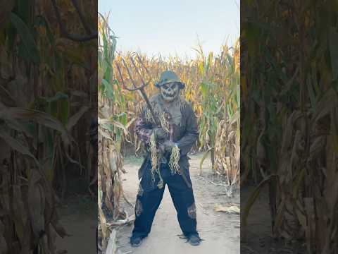 This Scarecrow is following me... (he's alive)
