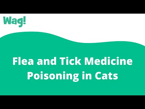 Flea and Tick Medicine Poisoning in Cats | Wag!