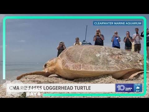CMA releases 200-pound loggerhead turtle back into Gulf