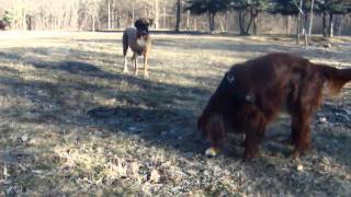 preview picture of video 'Irish Setter and Great Dane-Park'