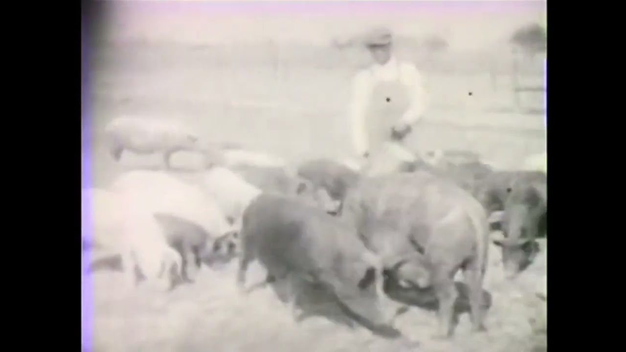 Betteraves à sucre.  Sugar Beets 1929.