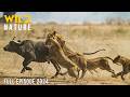WILD SAVANNAH Stories Of Africa S Fiercest Predators Animal Documentary