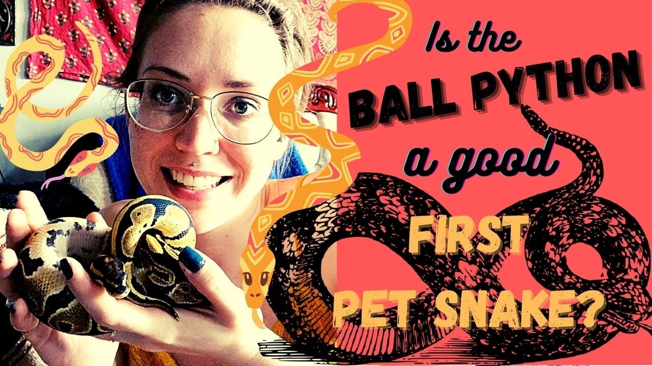 Are BALL PYTHONS good FIRST PET SNAKES?