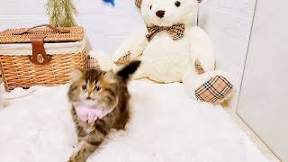 スコティッシュフォールドの動画02