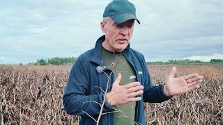 Rudeniniai sėjos iššūkiai ir geri pupų metai
