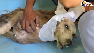 Sick Dog Who Couldn't Even Stand Looks So Different Now | The Dodo