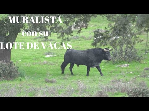 MURALISTA Toro Indultado en Villanueva del Arzobispo con su LOTE DE VACAS DEFINITIVO para este año