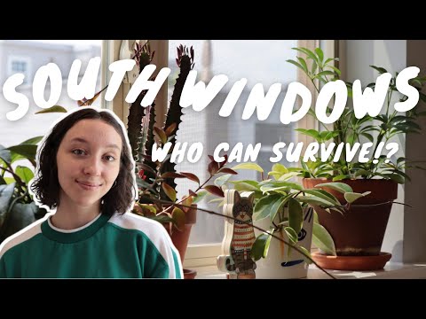 HOUSEPLANTS FOR SOUTH FACING WINDOWS | plants that tolerate bright light + tips to avoid leaf burn!