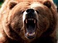 Leæther Strip The Bears Aren T Sleeping Tonight