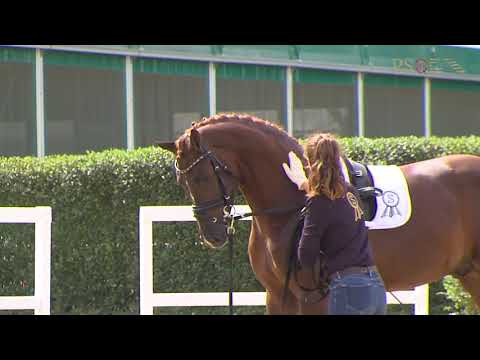 30. Mecklenburger Körtage 2020 - Kat.Nr. 31 Junghengst v. Governor - Fürst Romancier