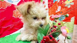 ハーフ犬の動画01