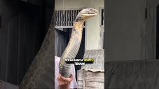 Download lagu FAKTA UNIK; King cobra terbesar #viralvideo #videoshort mp3
