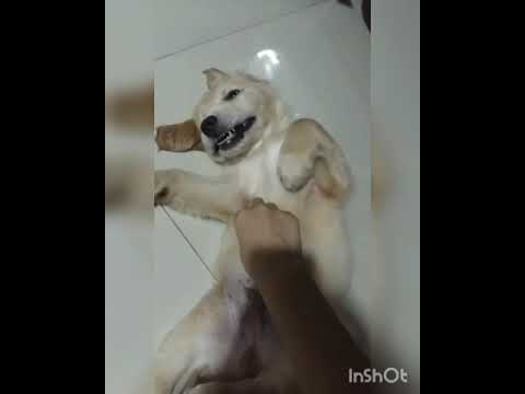 Scooby Has A Puppy Sleepover For The First Time.