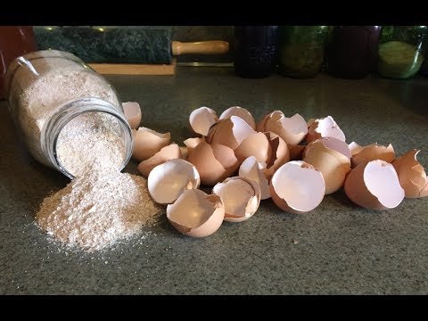 download lagu mp3 mp4 Egg Shell, download lagu Egg Shell gratis, unduh video klip Egg Shell