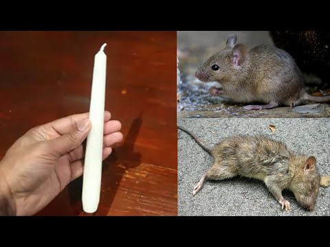 MAGIC CANDLE || How To Kill Rats Within 10 minutes || Home Remedy || Magic Ingredient | Mr. Maker