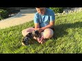 Miniature Dachshund dogs for sale: Joey - Video 1