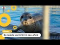 Zeehond Tefiti was gewond, maar zwemt nu weer rond
