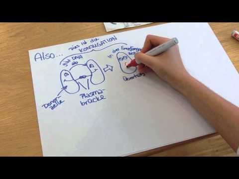 Aufbau und Rekombination eines Bakteriums