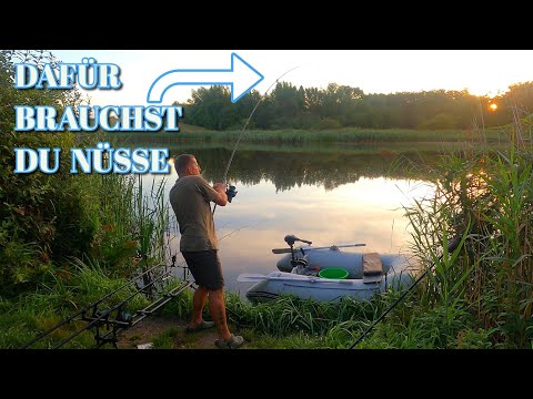 Tiger nuts save the carp hunt in August. Carp fishing 2023